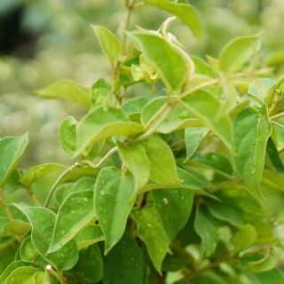 Gymnema sylvestre